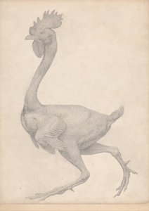Exposición anatómica comparativa de la estructura del cuerpo humano con la del tigre y la del ave común: Aves de corral, vista lateral sin la mayoría de las plumas (estudio terminado para la tabla X) de George Stubbs