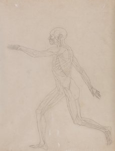 Exposición anatómica comparativa de la estructura del cuerpo humano con la del tigre y la del ave común: Figura humana, vista lateral de George Stubbs