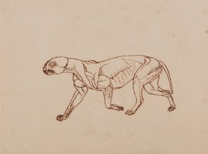 Exposición anatómica comparativa de la estructura del cuerpo humano con la del tigre y la del ave común:  Cuerpo de leopardo, vista lateral de George Stubbs