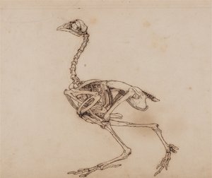 Exposición anatómica comparativa de la estructura del cuerpo humano con la de un tigre y un ave común:  Dorking Hen Skeleton, Lateral View (Probablemente preparado para una figura clave inédita) de George Stubbs