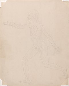 Exposición anatómica comparativa de la estructura del cuerpo humano con la del tigre y la del ave común: Figura humana, vista lateral de George Stubbs