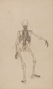 Exposición anatómica comparativa de la estructura del cuerpo humano con la del tigre y la del ave común: Esqueleto humano, vista posterior de George Stubbs
