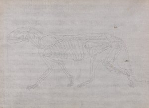 Exposición anatómica comparativa de la estructura del cuerpo humano con la del tigre y la del ave común: Cuerpo del tigre, vista lateral de George Stubbs