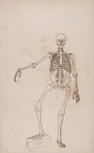 Exposición anatómica comparativa de la estructura del cuerpo humano con la del tigre y la del ave común: Esqueleto humano, vista anterior de George Stubbs