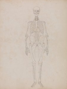 Exposición anatómica comparativa de la estructura del cuerpo humano con la del tigre y la del ave común:  Figura humana, vista anterior (Esquema) de George Stubbs