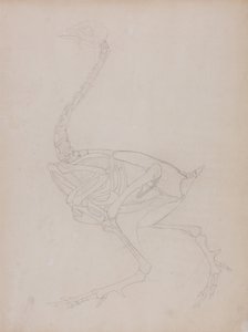 Exposición anatómica comparativa de la estructura del cuerpo humano con la del tigre y la del ave común:  Cuerpo de ave, vista lateral de George Stubbs