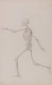 Exposición anatómica comparativa de la estructura del cuerpo humano con la del tigre y la del ave común: Esqueleto Humano, Vista Lateral desde la Izquierda, Corriendo (Estudio Finalizado para la Tabla III) de George Stubbs