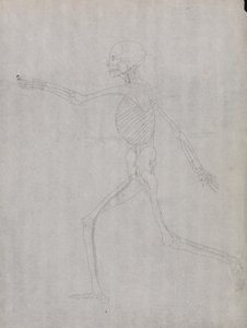 Exposición anatómica comparativa de la estructura del cuerpo humano con la del tigre y la del ave común: Figura humana, vista lateral de George Stubbs
