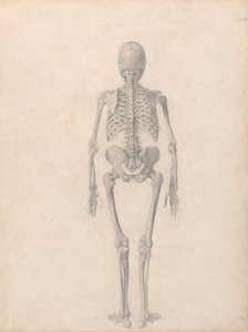 Exposición anatómica comparativa de la estructura del cuerpo humano con la del tigre y la del ave común: Esqueleto Humano, Vista Posterior (Estudio Finalizado para la Tabla II) de George Stubbs
