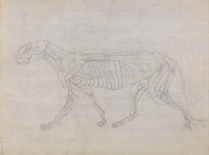 Exposición anatómica comparativa de la estructura del cuerpo humano con la del tigre y la del ave común: Cuerpo del tigre, vista lateral de George Stubbs
