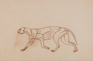 Exposición anatómica comparativa de la estructura del cuerpo humano con la de un tigre y un ave común:  Cuerpo de leopardo, vista lateral (fase posterior de la disección, tejido conjuntivo superficial y orejas retiradas) de George Stubbs