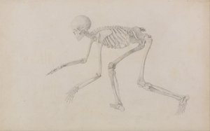 Exposición anatómica comparativa de la estructura del cuerpo humano con la de un tigre y un ave común: Esqueleto humano, vista lateral (en postura reptante; estudio terminado para un cuadro inédito) de George Stubbs