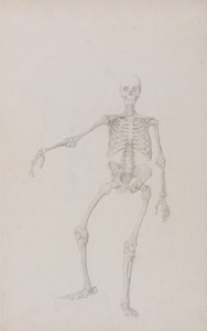 Exposición anatómica comparativa de la estructura del cuerpo humano con la de un tigre y un ave común: Esqueleto humano, vista anterior (brazo derecho extendido; estudio terminado para tabla inédita) de George Stubbs