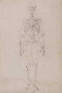 Exposición anatómica comparativa de la estructura del cuerpo humano con la del tigre y la del ave común:  Esqueleto humano, vista anterior (Estudio final) de George Stubbs