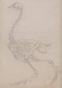 Exposición anatómica comparativa de la estructura del cuerpo humano con la del tigre y la del ave común:  Esqueleto de ave, vista lateral (Esquema del esqueleto preparado para la figura clave de la Tabla V) de George Stubbs