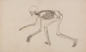 Exposición anatómica comparativa de la estructura del cuerpo humano con la del tigre y la del ave común: Esqueleto humano, vista lateral de George Stubbs