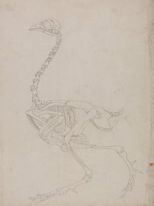Exposición anatómica comparativa de la estructura del cuerpo humano con la del tigre y la del ave común:  Fowl Skeleton, Lateral View (Dibujo esquemático del esqueleto) de George Stubbs