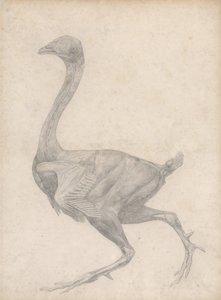 Exposición anatómica comparativa de la estructura del cuerpo humano con la del tigre y la del ave común: Aves de corral, vista lateral, con la piel y las capas fasciales subyacentes retiradas (Estudio terminado para el Cuadro XV) de George Stubbs