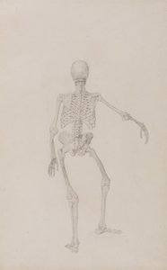 Exposición anatómica comparativa de la estructura del cuerpo humano con la de un tigre y un ave común: Esqueleto humano, vista posterior (brazo derecho extendido; estudio terminado para una tabla inédita) de George Stubbs