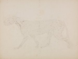 Exposición anatómica comparativa de la estructura del cuerpo humano con la del tigre y la del ave común: Cuerpo de Tigre, Vista Lateral (Estudio de las capas superiores de los músculos y su irrigación sanguínea preparado para la figura clave de la Tabla XI de George Stubbs