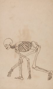 Exposición anatómica comparativa de la estructura del cuerpo humano con la del tigre y la del ave común: Esqueleto humano, vista lateral de George Stubbs