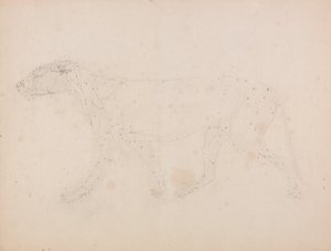 Exposición anatómica comparativa de la estructura del cuerpo humano con la del tigre y la del ave común: Cuerpo de Tigre, Vista Lateral (Estudio de los músculos para el ratio de la Tabla IX) de George Stubbs