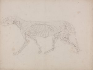 Exposición anatómica comparativa de la estructura del cuerpo humano con la del tigre y la del ave común: Cuerpo del tigre, vista lateral de George Stubbs