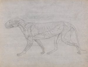 Exposición anatómica comparativa de la estructura del cuerpo humano con la del tigre y la del ave común: Cuerpo del tigre, vista lateral de George Stubbs