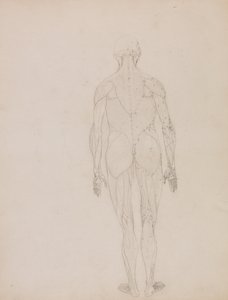 Exposición anatómica comparativa de la estructura del cuerpo humano con la del tigre y la del ave común: Figura humana, vista posterior (Esquema de la figura clave de la Tabla XII) de George Stubbs