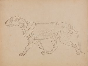Exposición anatómica comparativa de la estructura del cuerpo humano con la de un tigre y un ave común:  Cuerpo de tigre, vista lateral (Probablemente realizado como base para una figura clave) de George Stubbs