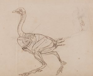 Exposición anatómica comparativa de la estructura del cuerpo humano con la del tigre y la del ave común:  Dorking Hen Body, Lateral View (Dibujo del contorno de los músculos) de George Stubbs