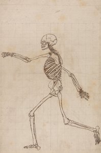 Exposición anatómica comparativa de la estructura del cuerpo humano con la del tigre y la del ave común: Esqueleto humano, vista lateral de George Stubbs