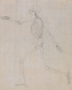 Exposición anatómica comparativa de la estructura del cuerpo humano con la del tigre y la del ave común: Esqueleto humano, vista lateral (Esquema del esqueleto para la figura clave de la Tabla III) de George Stubbs