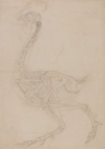 Exposición anatómica comparativa de la estructura del cuerpo humano con la del tigre y la del ave común:  Esqueleto de ave, vista lateral de George Stubbs