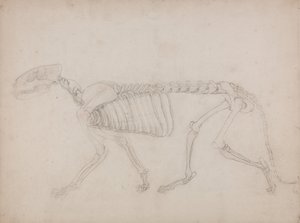 Exposición anatómica comparativa de la estructura del cuerpo humano con la del tigre y la del ave común: Esqueleto de tigre, vista lateral de George Stubbs