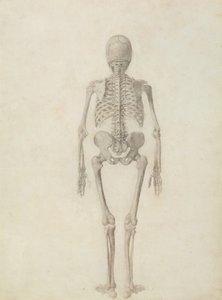 Una exposición anatómica comparativa de la estructura del cuerpo humano con la de un tigre y una gallina común: Esqueleto humano, vista posterior de George Stubbs