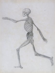 Exposición Anatómica Comparativa de la Estructura del Cuerpo Humano con la de un Tigre y una Gallina Común: Figura Humana, Vista Lateral, 1795-1806 de George Stubbs