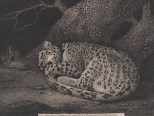 Un leopardo durmiendo, grabado por el artista, pub. 1791