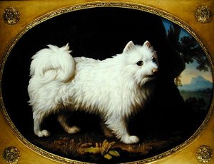 Un Spitz Blanco, c.1770 de George Stubbs
