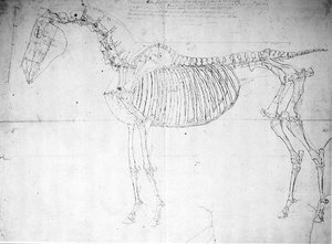 Estudio anatómico de un caballo de George Stubbs