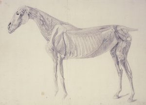 Diagrama de La anatomía del caballo