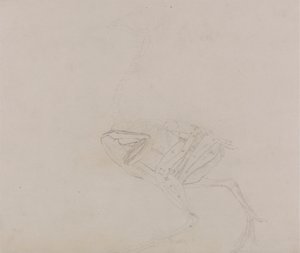 Dorking Hen Body, Lateral View (Estudio de los músculos del cuerpo y las extremidades en una fase posterior de la disección)