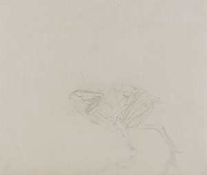 Cuerpo de gallina Dorking, vista lateral, de Una exposición anatómica comparativa de la estructura del cuerpo humano con la de un tigre y un ave común, 1795-1806