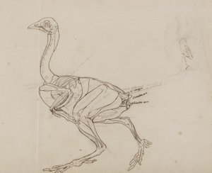 Cuerpo de gallina Dorking, vista lateral, de 