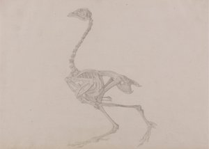 Esqueleto de gallina de Dorking, vista lateral (estudio terminado para un cuadro inédito)