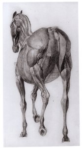 Vista Dorsal de la Estructura Muscular de un Caballo Progresivamente Diseccionado, estudio No. 7 de La Anatomía del Caballo, 1766