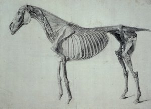 Estudio terminado para la quinta tabla anatómica de un caballo de George Stubbs