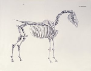 Primera mesa de esqueleto, de La anatomía del caballo