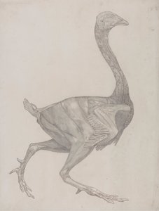 Cuerpo de ave, vista lateral (probablemente preparado para transferirlo a la plancha de grabado del cuadro XV) de George Stubbs