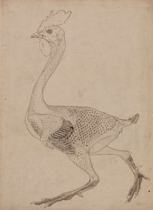 Cuerpo de ave, vista lateral (Estudio para el ratio de la Tabla X) de George Stubbs